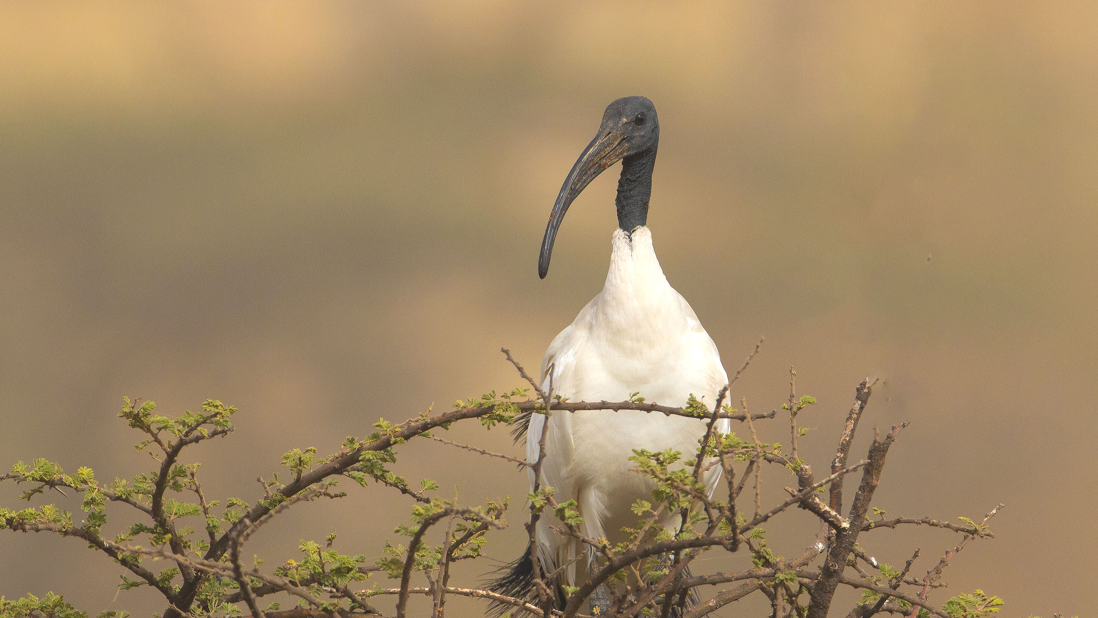 African Sacred Ibis